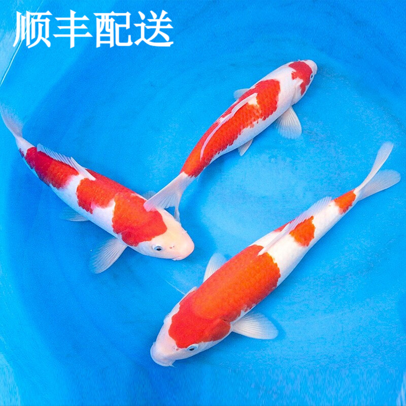 琅河水族:优质商品,价格走势与你期待齐飞