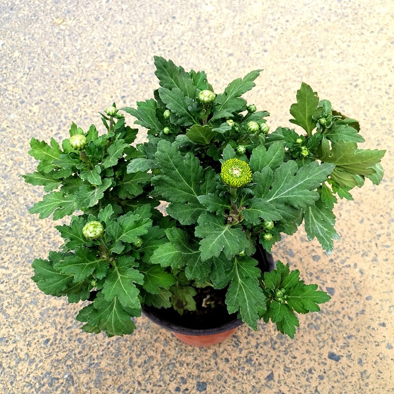绿色菊花盆栽 黄色菊花盆栽 白色菊花盆栽 玫红色菊花盆栽植物彩色