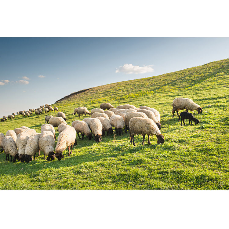 羊群海报贴画可爱小绵羊吃草图绿色草原羊群画客厅卧室餐厅墙壁画梦
