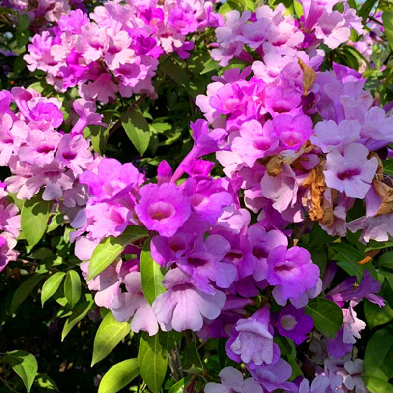 江影清爬藤植物 蒜香藤花苗 紫铃藤 漂亮藤本花多好养庭院绿篱盆栽