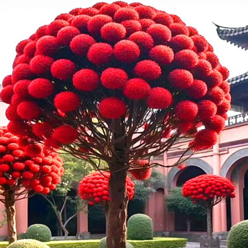 绣球耐寒植物室外庭院风景树苗四月雪花卉盆栽好养的 红火焰(2公分粗)