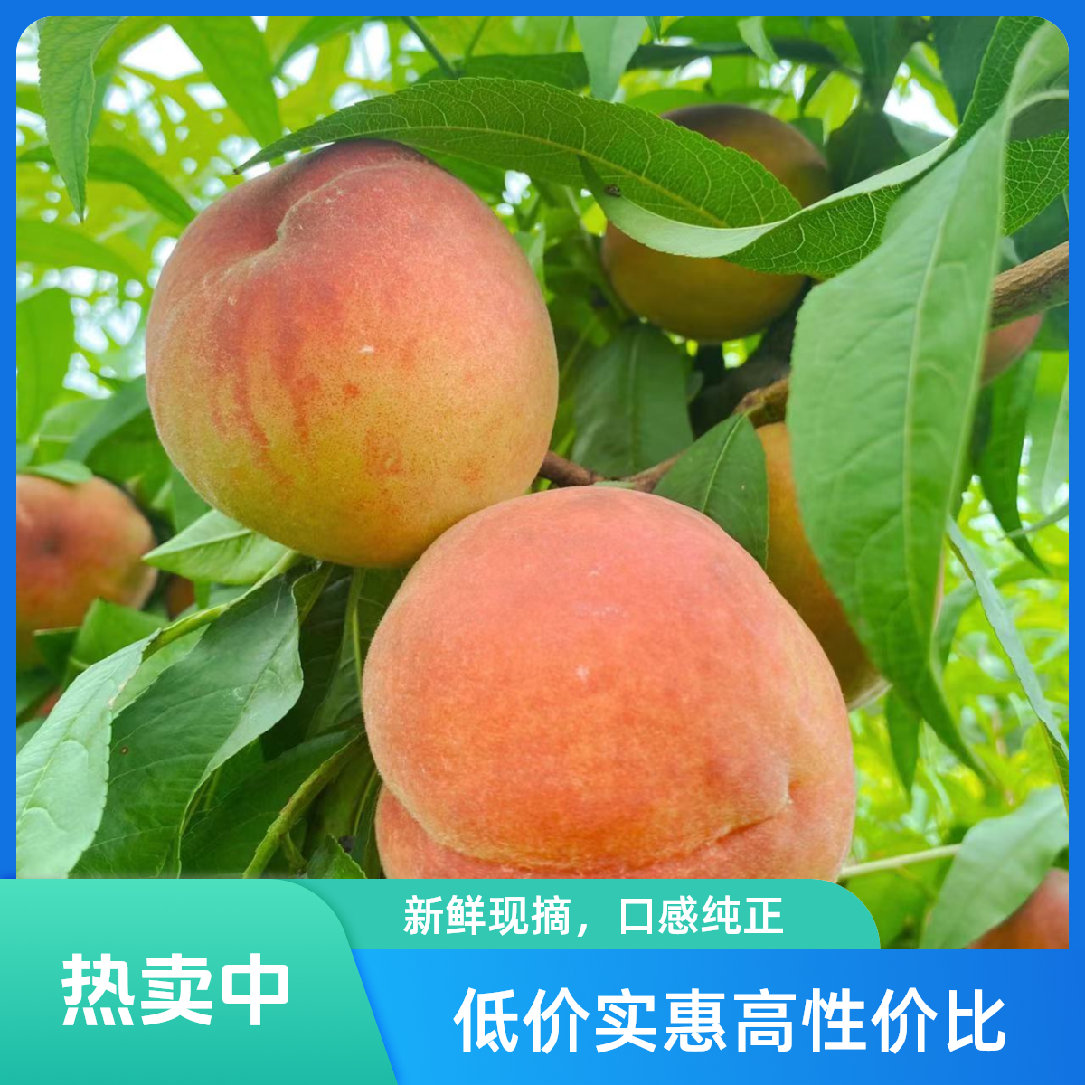 【现摘】水蜜桃原产地新鲜应季生鲜水果脆甜大桃子毛桃整箱包邮 4-5斤