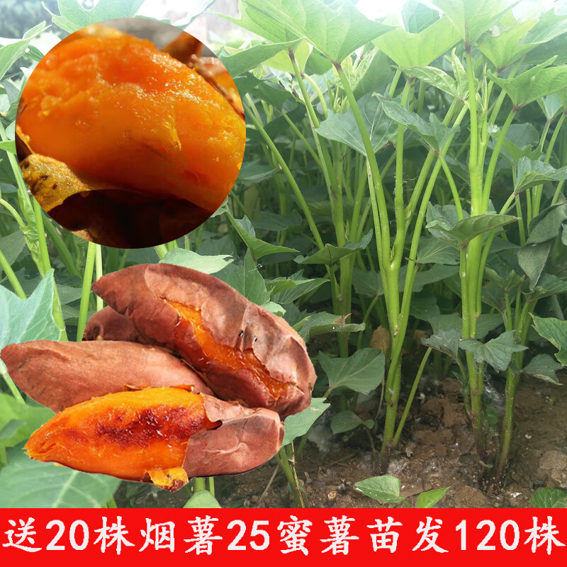 秋颖烟薯25号蜜薯苗红心红薯苗农科院25号苗脱毒原种地瓜苗糖心番薯苗