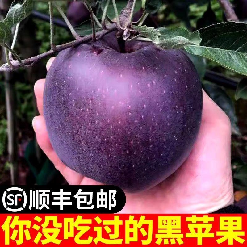 黑卡苹果新鲜黑钻苹果嘎啦不常见的水果没见过的水果脆甜稀有水果送礼孕妇 75mm（含）-80mm（不含） 【精选一级果】净重9斤
