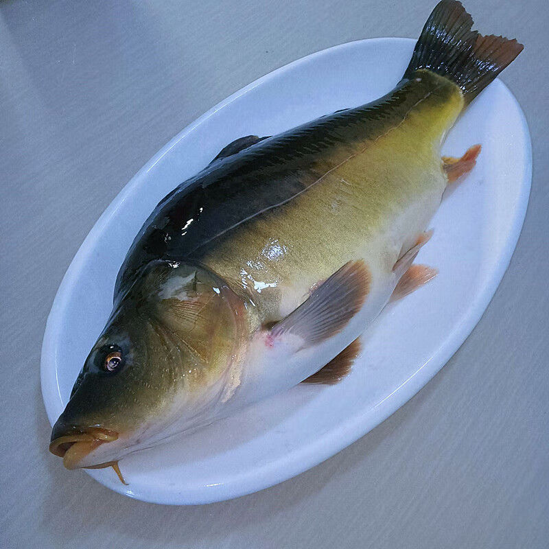lism冷水三道鳞大鲤鱼锂拐子无鳞鱼新鲜整条鲜活速冻水产 三道鳞鲤鱼3