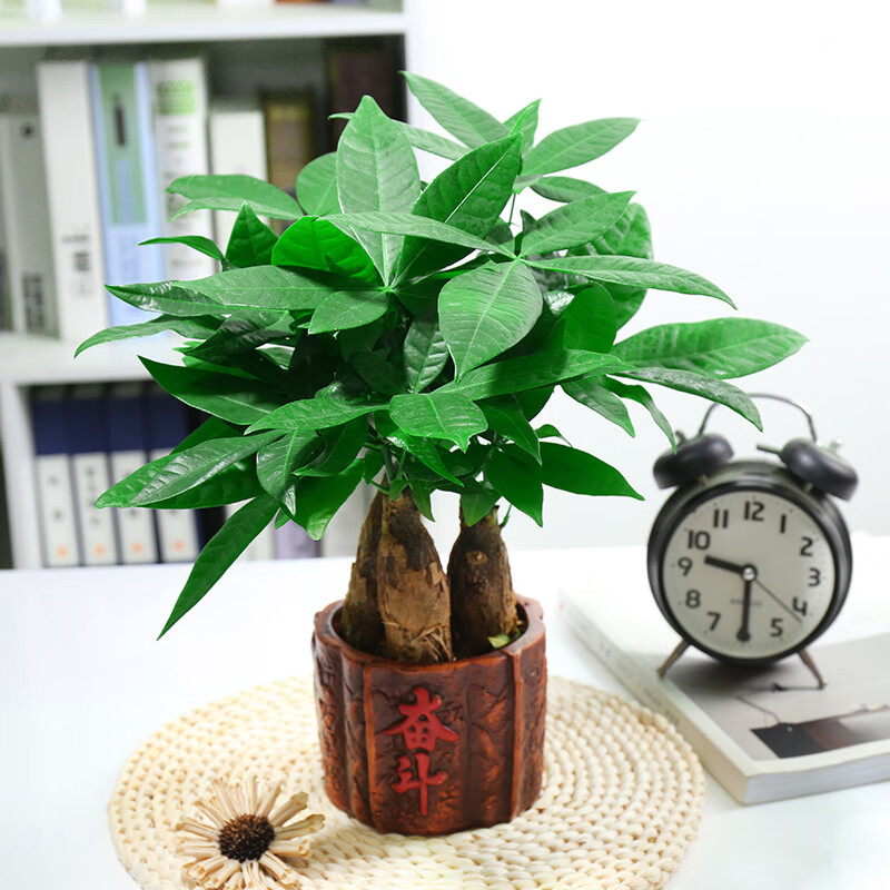 发财树盆栽大树桩客厅办公室内四季常青植物开业发才大型绿植 20厘米