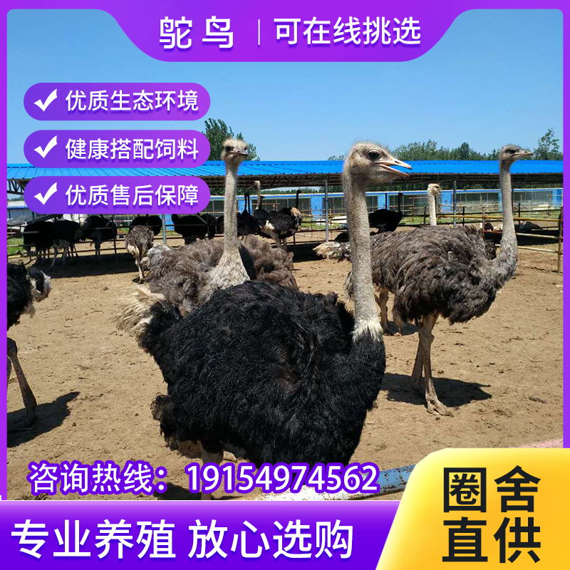 鸵鸟幼苗公母一对鸵鸟幼崽活体鸸鹋非洲小鸵鸟活苗澳洲成年大鸵鸟