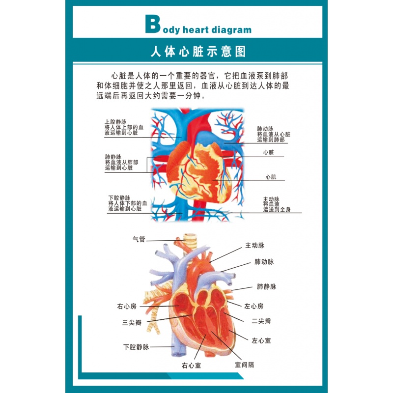 医院医学人体结构心血液循环解剖图海报挂图 skids 人体心脏示意图