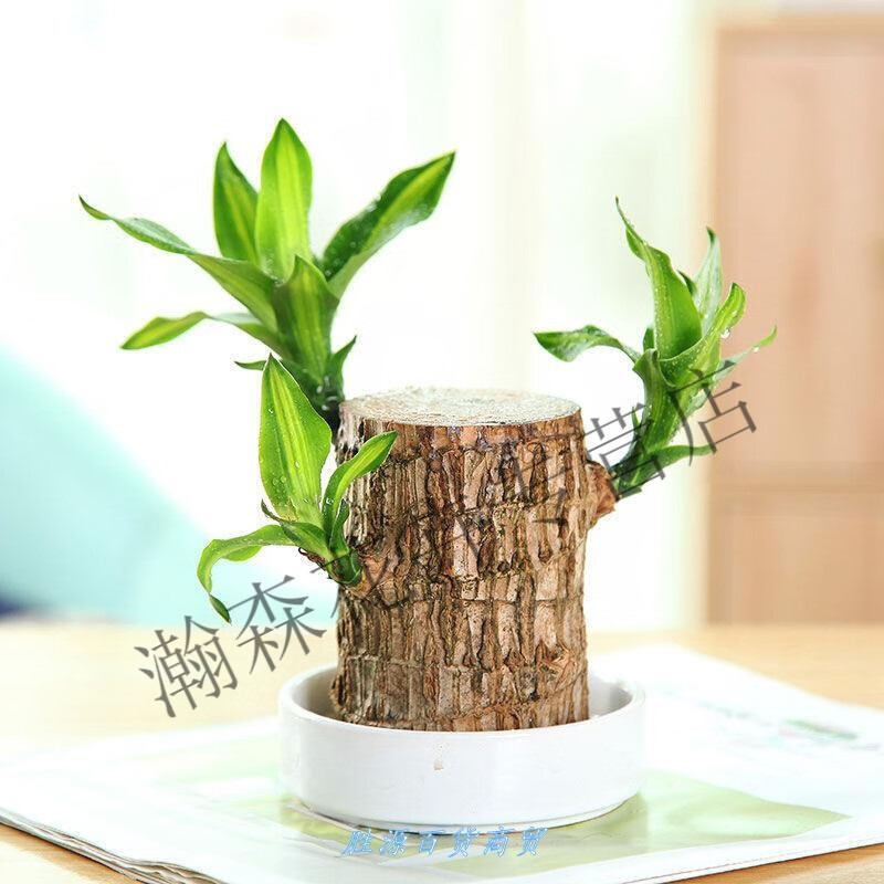 巴旦木盆栽办公绿植巴西木幸运木水养植物室内小盆栽格鲁特懒人好养