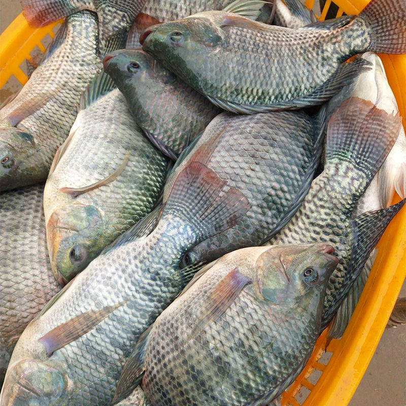 新鲜罗非鱼非洲鲫非冷冻活体淡水鲜活福寿鱼 姬禄福 现杀去腮去鳞去