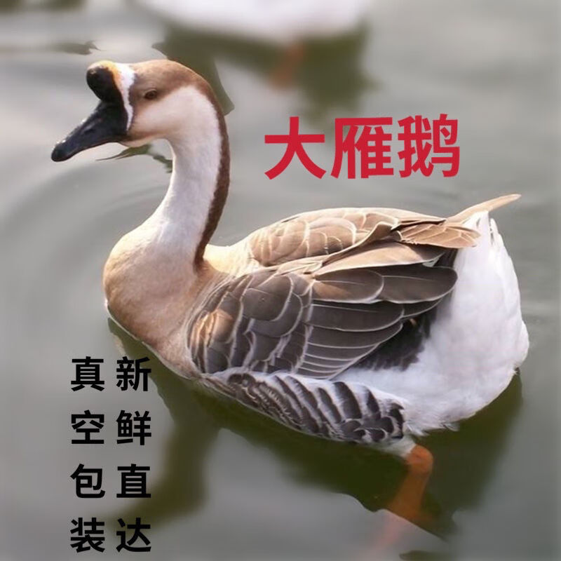 新鲜农家散养现杀现发雁鹅大炖汤雁鹅大东北雁鹅 蜜鲜湾 雁鹅-普通装