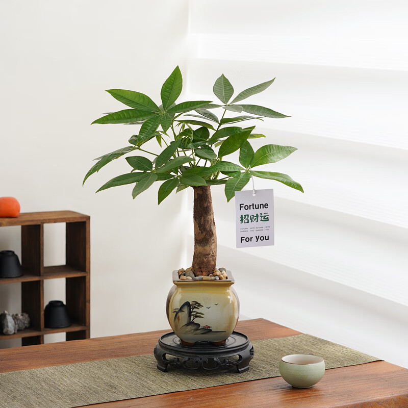 八芽盆栽发财树植物室内禅意招财树盆景办公室桌面绿植源头直发包邮 单粗杆发财树-山居盆-大密胺托盘 含盆