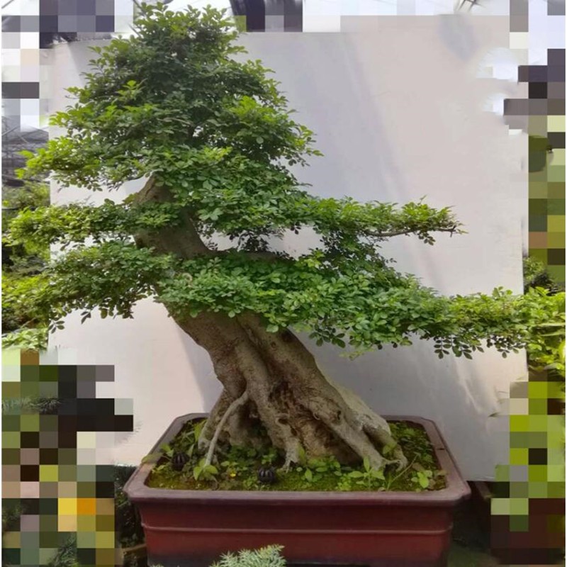 大型白蜡盆景树桩 对节白蜡古桩盆景实物对接白蜡古 白蜡盆景2号