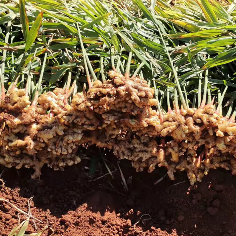 农户自种现挖云南山地罗平小黄姜无硫熏可做种子新鲜嫩姜仔姜批发