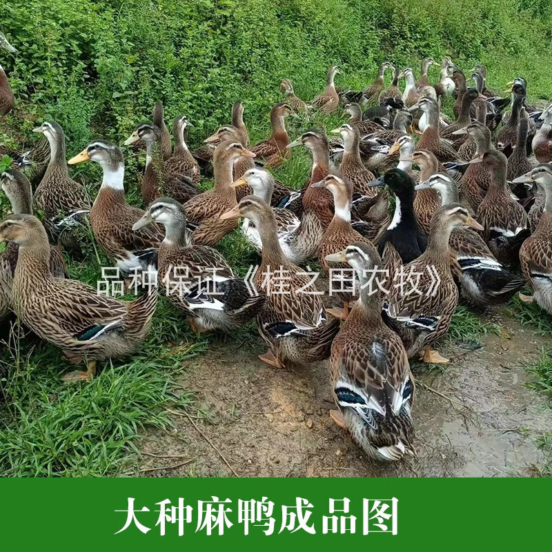 荣郁半斤脱温青头鸭大种麻鸭活苗下蛋小鸭子番鸭活体疫苗齐全到家 3-5