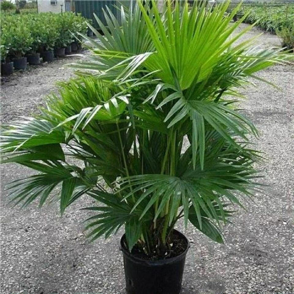 棕榈树 扇子树老人葵 蒲葵棕树苗绿化苗木庭院室外盆栽南北方种植