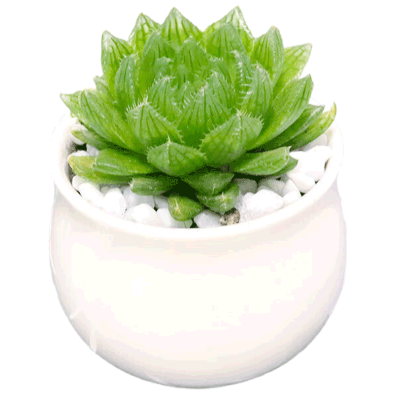 ���ڲ�������֮������ֲ������������������ ӣˮ��+С�׸��մ��� Դͷֱ�� 12.8Ԫ