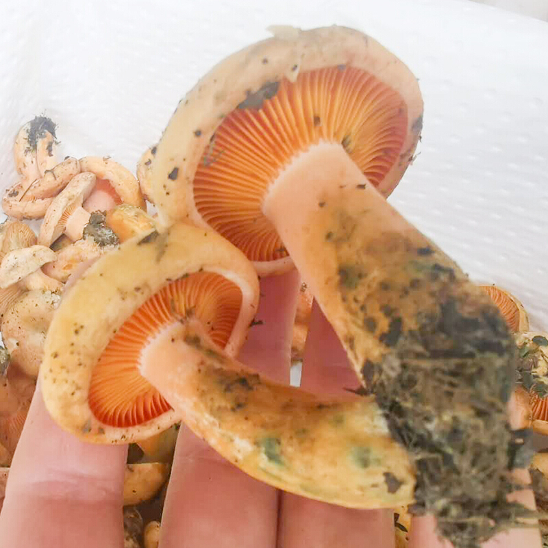 虎钢馋新鲜谷熟菌铜绿菌乌枞菌雁来蕈鹅松乳菇云南寒菌黄松菇