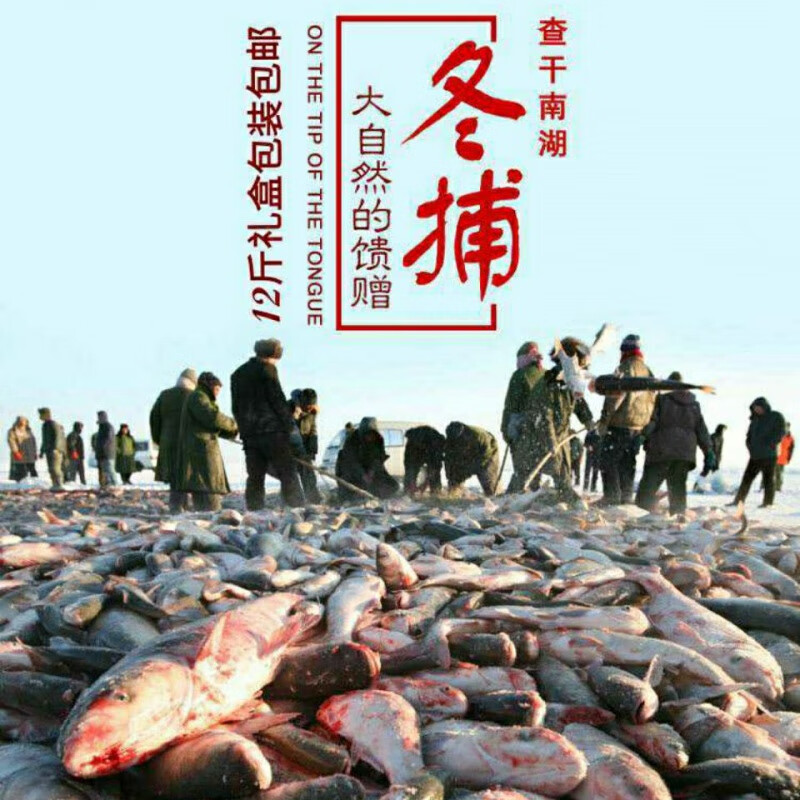 lism查干湖冬捕鱼淡水鱼花鲢礼盒包装一条鱼专卖5_6斤胖头鱼