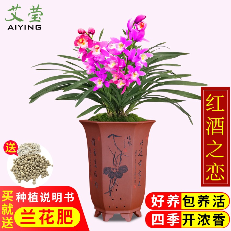建兰四季兰 红酒之恋 有香味的浓香型兰花苗室内好养花卉绿植盆栽