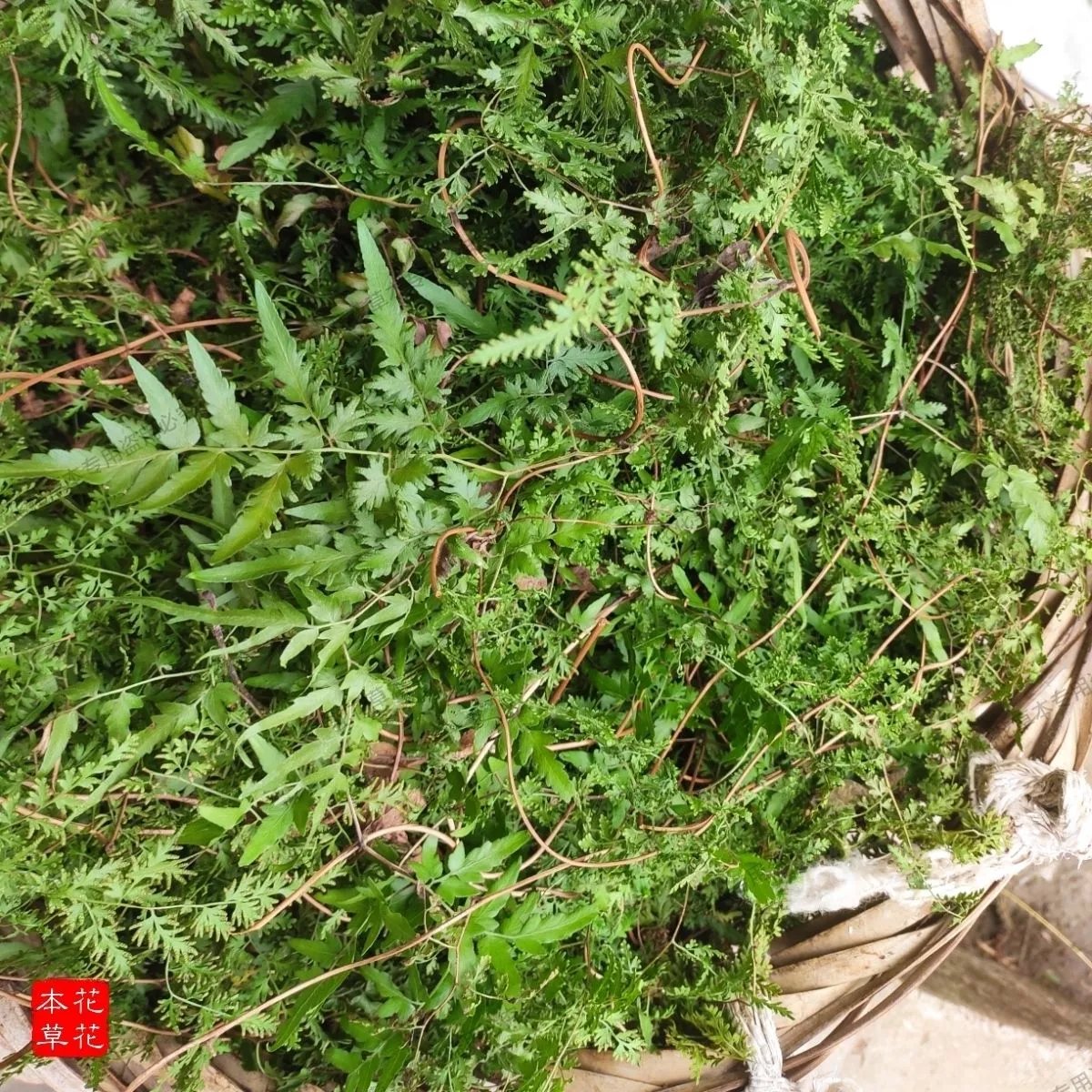 北京同仁堂原材料野外生海金沙藤草晒干中草药新鲜原生态海金沙海 海