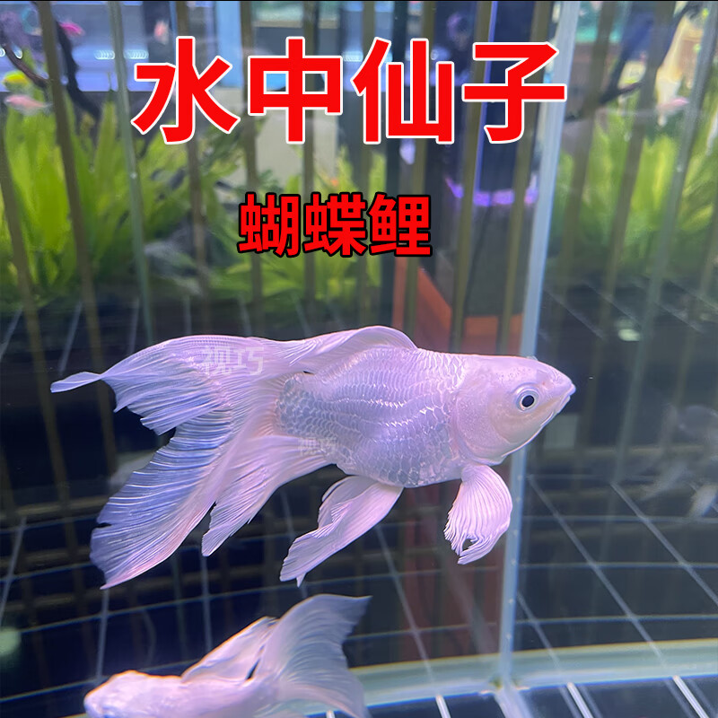 oimg蝴蝶鲤观赏鱼活鱼大鳍长尾短身纯种球体红色贵妃冷水锦鲤鱼苗活体