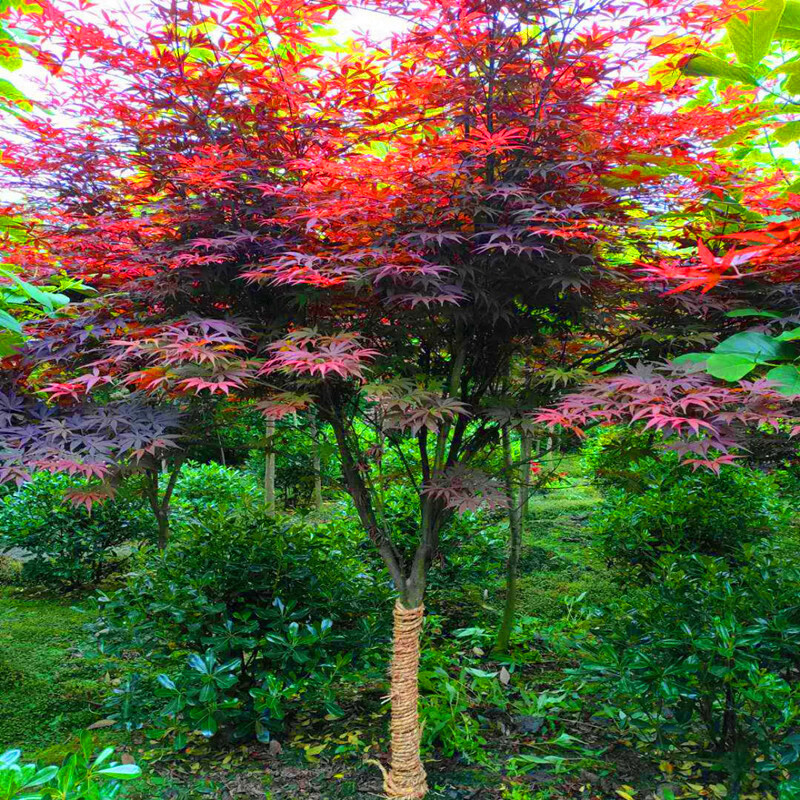 芷蕾红枫树苗四季中国红庭院日本红枫原生红舞姬盆栽红枫小苗盆景