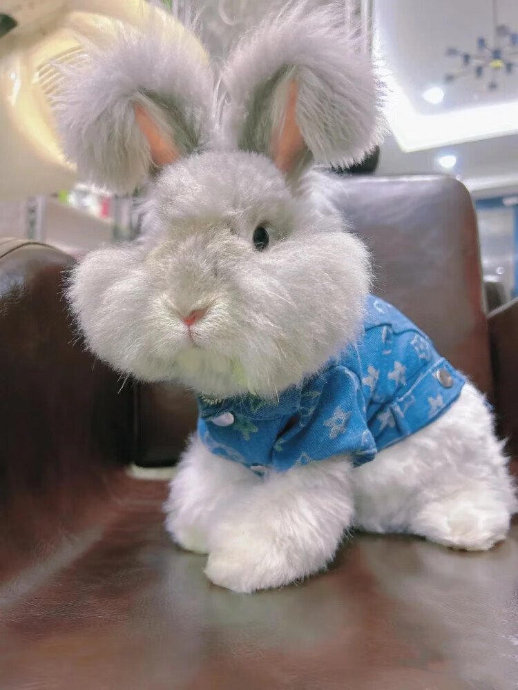 安哥拉兔子长毛兔德系英系兔幼年成年兔宿舍好养大型幼崽定金价格