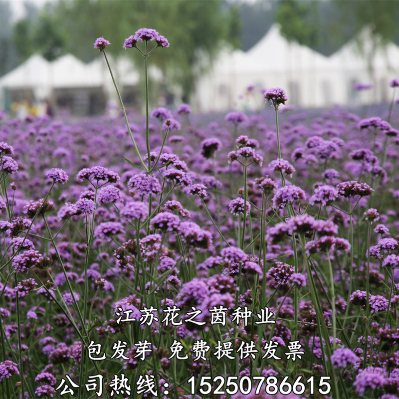 柳叶马鞭草种子四季种多年生花卉种子庭院景观园林花海种子 柳叶马鞭