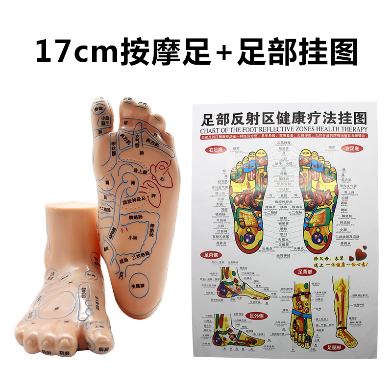 按摩足17cm脚部模型脚底中医足底经络穴位反射区 按摩足 配足穴挂图