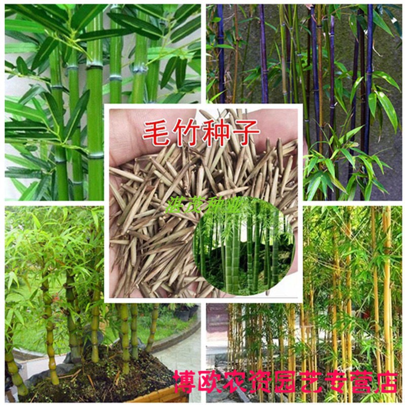 大型毛竹种子 紫竹佛肚竹四季种植竹子种孑 食用竹笋大青竹子种籽 全