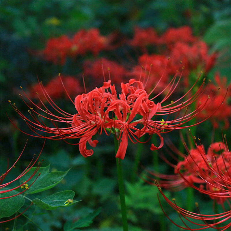 禾之润彼岸花种子10颗曼珠沙华石蒜忽地笑耐寒花卉盆栽种子植物开花