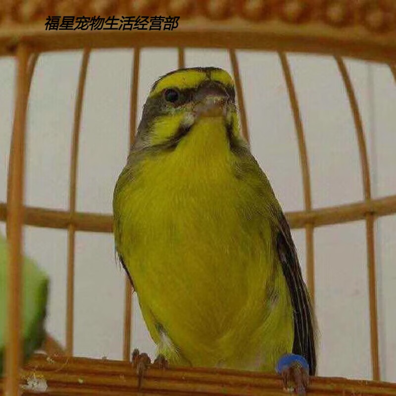 忘己人工繁殖金青鸟灰燕鸟黑喉鸟燕鸟大金黄鸟鸣叫 金青公一只