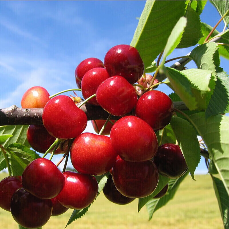 盆栽地栽当年结果嫁接大果耐寒 南北方种植 果树苗 樱桃树 红蜜樱 