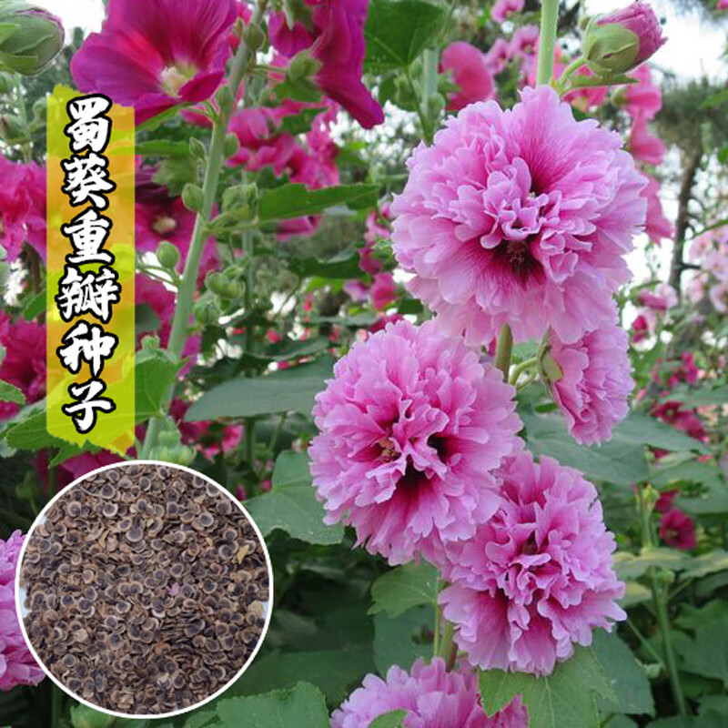 绿林花语蜀葵种子春秋四季易种庭院多年生宿根花籽室外庭院花重瓣