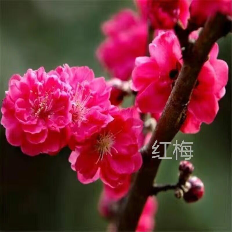 梅花盆栽树苗红梅老桩浓香型腊梅盆景海棠庭院阳台室内花卉 红梅 十二年