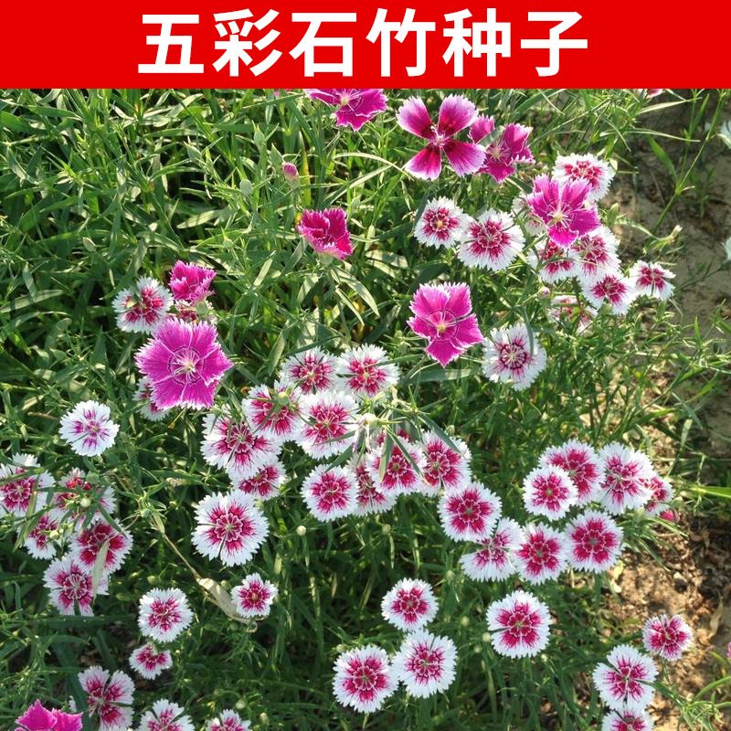 易商五彩石竹种子美国石竹常夏石竹耐寒耐旱超长花期四季开花 五彩
