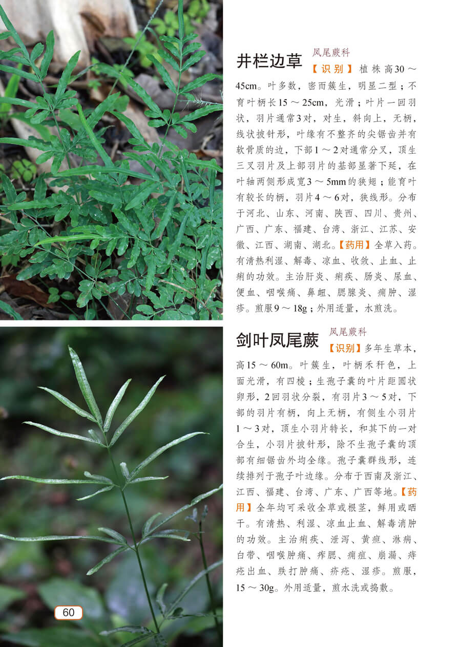 书籍本草纲目医学自学书籍中草药大全常用中药养生功效健康中药材识别