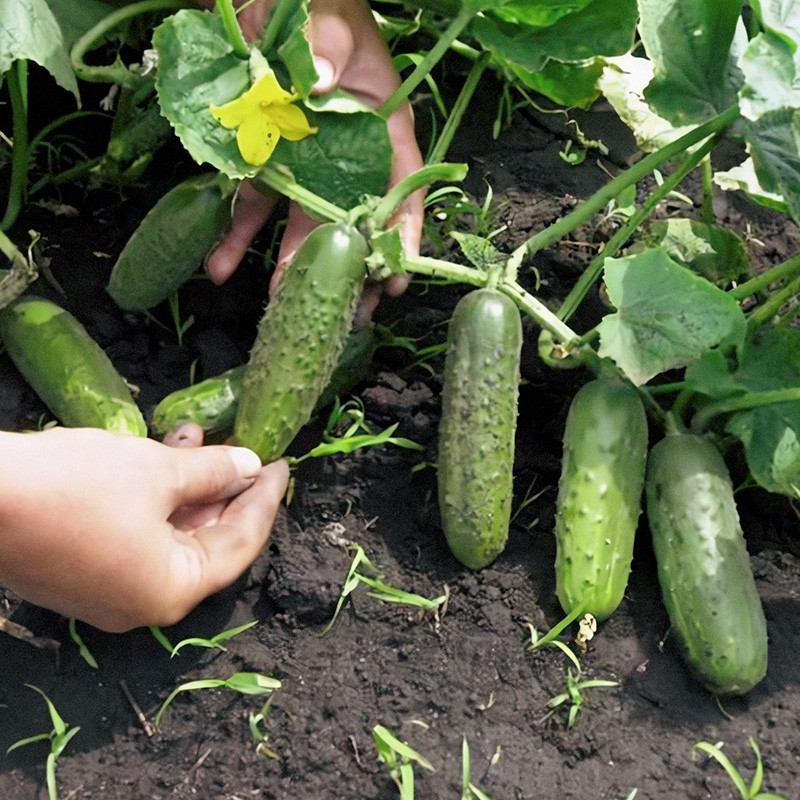 寿禾 黄瓜苗黄瓜秧苗大全水果小旱黄瓜寿光蔬菜春季带土发货阳台种植