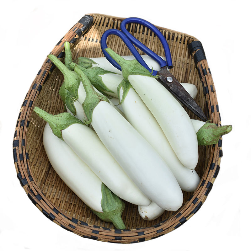 白茄子 相关京东优惠商品 价格图片品牌优惠券 虎窝购