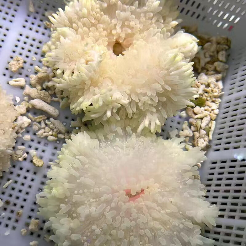 新宠之康奶嘴海葵小丑鱼共生紫头海葵观赏活体珊瑚荧光绿奶嘴海葵软体