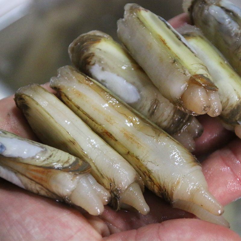 诺斯食美 蛏子鲜活海鲜水产青岛无沙大竹节蛏活小竹蛏王特大贝类贝壳