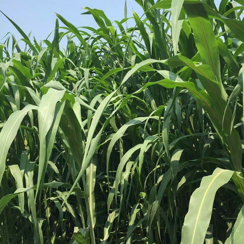 百萌进口高丹草种子1斤苏丹草草籽杂交喂猪牛羊鸡兔养殖鱼草牧草种子