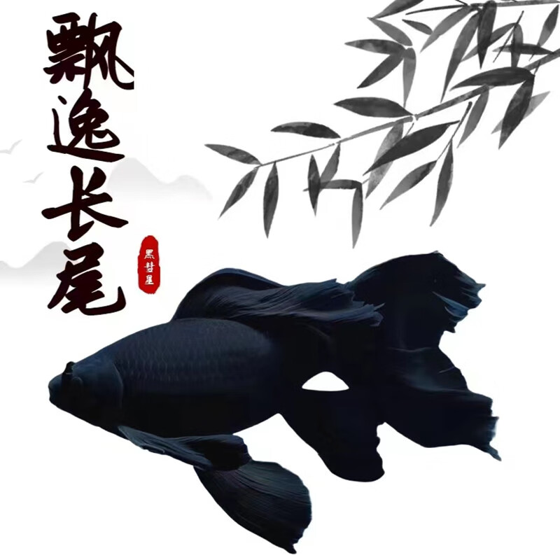 奶萝黑彗星纯种黑色墨蝶蝴蝶鲤鱼观赏鱼冷水鱼淡水鱼风水鱼 8-10厘米