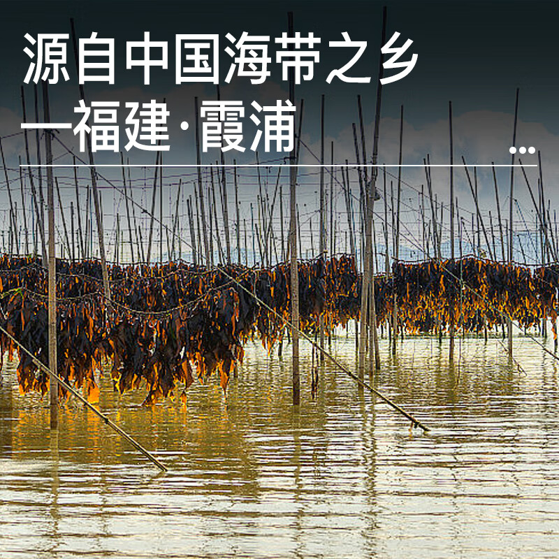 福宁港新鲜小海带2斤(含量95%) 霞浦特产 生鲜 非干货 凉菜凉拌煲汤食材 【嫩海带】2斤装