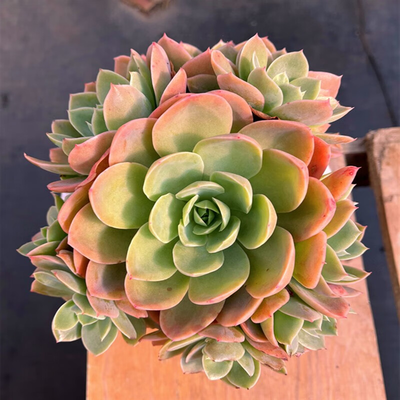 丝绸面纱红鹤 云南基地精选发货 大颗群生耐寒老桩多肉植物 盆径12cm