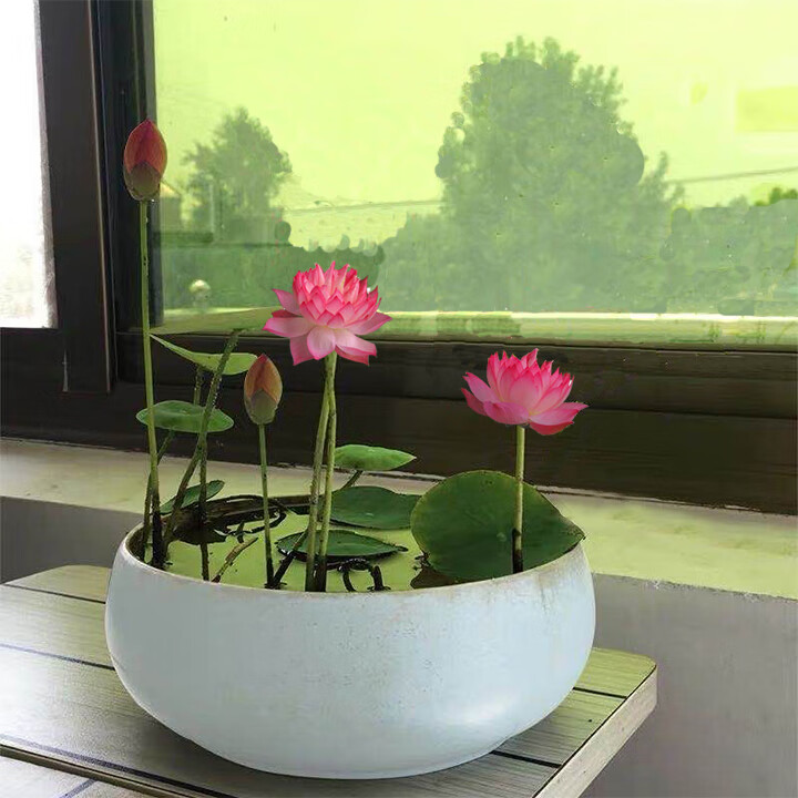 鲜仙子四季水生碗莲子苗水培植物水养花水莲花藕睡莲阳台观赏荷花盆栽