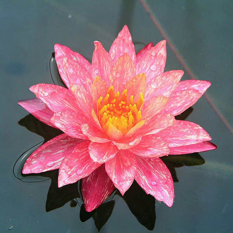 睡莲根块荷花莲藕种苗睡莲根快 盆栽中大型碗莲莲花 夏季水培植物根茎