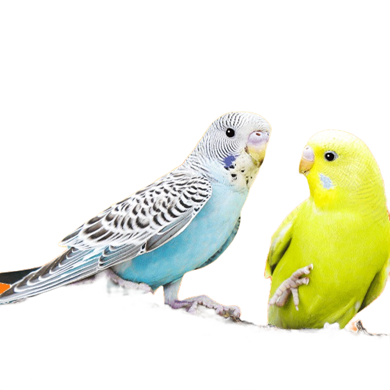 ���ڲ��������� ���Ļ�������ﻢƤ���ĳ���������������������˵���������� ��ɫ��Ƥ+��ɫ��Ƥ��һ��һĸ�� 52.5Ԫ
