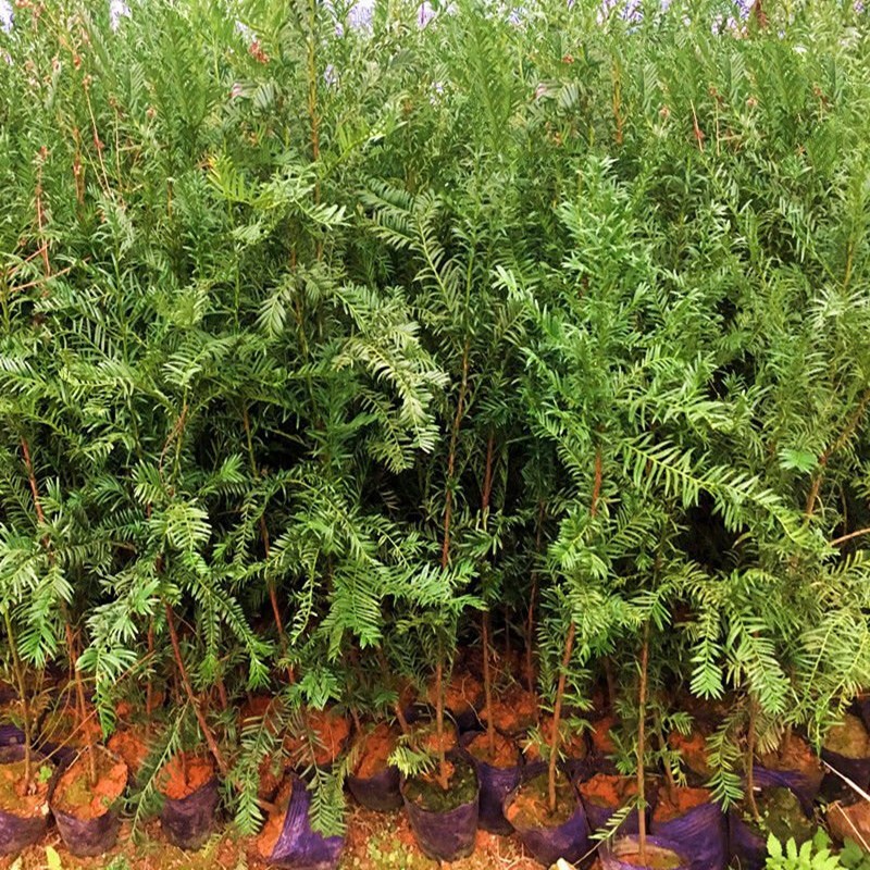 东北红豆杉 耐寒正宗东北红豆杉树大树绿植花卉盆栽盆景植物室内好养